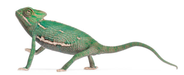 istock Young veiled chameleon, Chamaeleo calyptratus, in front of white background 1069251082
