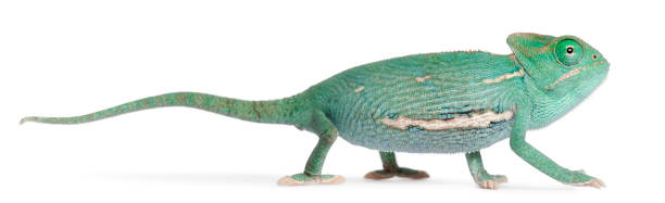 istock Young veiled chameleon, Chamaeleo calyptratus, in front of white background 1069251100