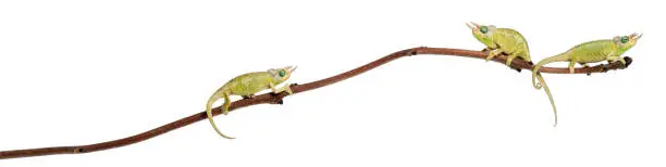 Photo of Three Mt. Meru Jackson's Chameleons, Chamaeleo jacksonii merumontanus, partially shedding and perched on branch in front of white background