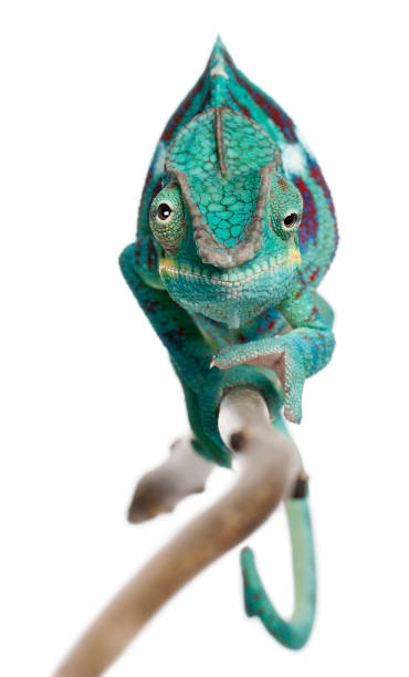 istock Panther Chameleon Nosy Be, Furcifer pardalis, in front of white background 1069251508
