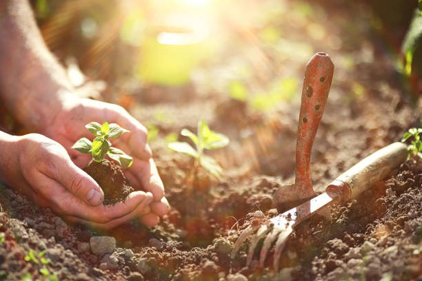 istock Small sprout for landing in the ground in hands 1069251548
