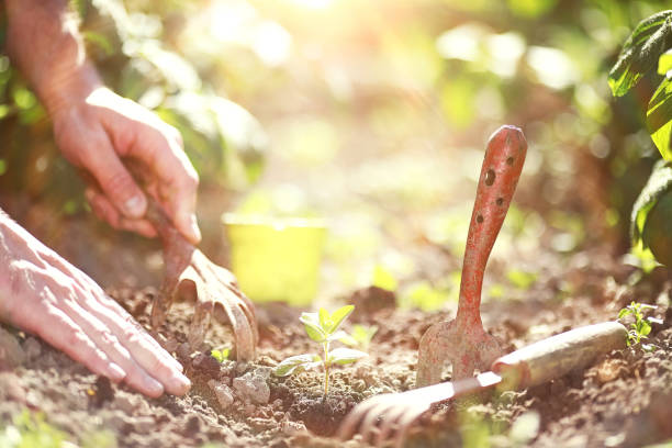 istock Small sprout for landing in the ground in hands 1069251624
