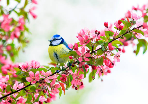 cute little bird tit sitting on an Apple tree branch with bright pink flowers in spring garden cute little bird tit sitting on an Apple tree branch with bright pink flowers in spring garden titmouse stock pictures, royalty-free photos & images