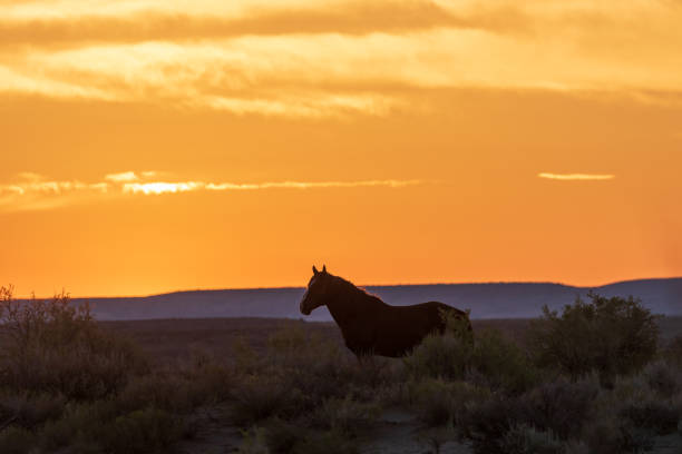 istock Wild Horse in a Desert Sunset 1069253872