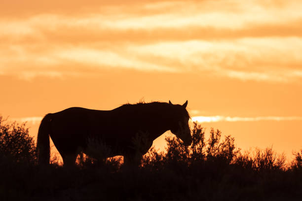 istock Wild Horse in a Desert Sunset 1069253964