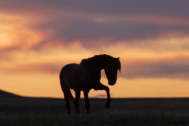istock Wild Horse in a Desert Sunset 1069254200