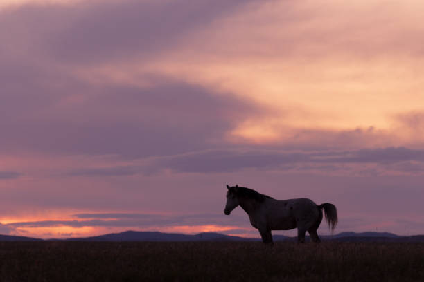 istock Wild Horse in a Desert Sunset 1069254270