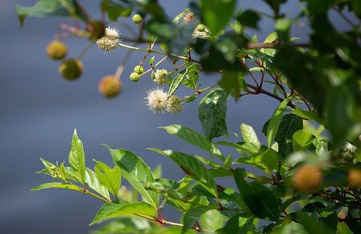 Close up of a buttonbush shrub during the early spring