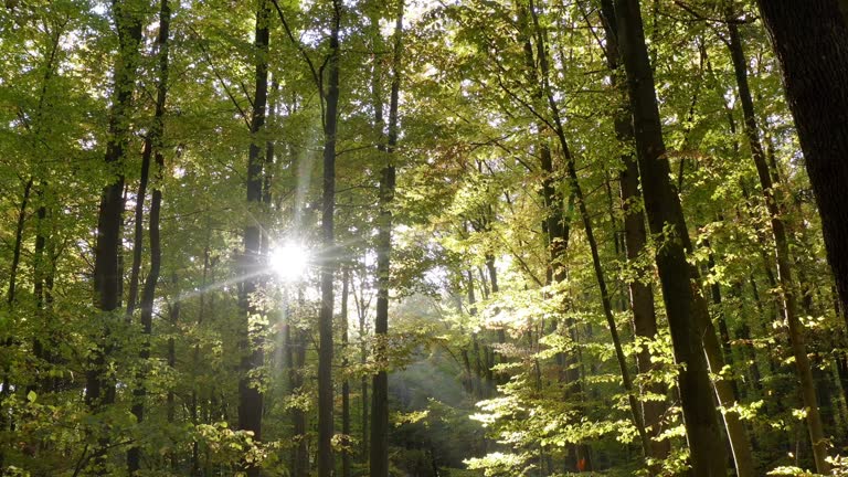 Moving Through Deciduous Forest in Autumn