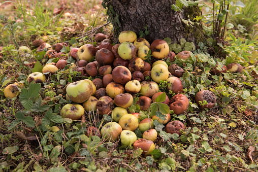 Pile of rotten apples on the ground in nature near the apple tree. Fruit. Decomposing apples. Organic food.