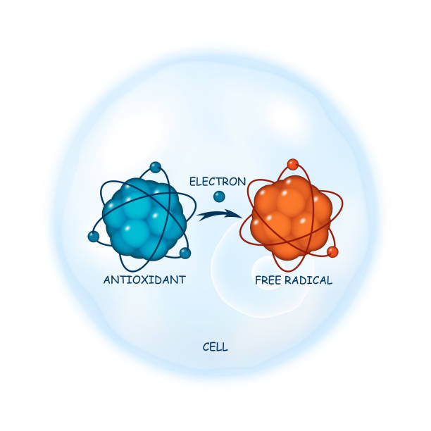 Antioxidant working principle abstract vector representation Antioxidant working principle abstract vector representation, illustration of a process of electron donation to a free radical molecule on a cell as a background, healthcare template antioxidant stock illustrations
