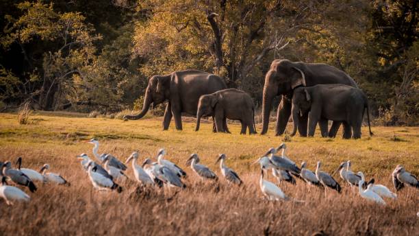 Wild elephants family , Sri lanka