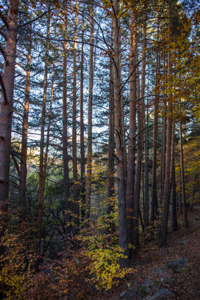 istock Tejera Negra beath in Autumn 1069264530