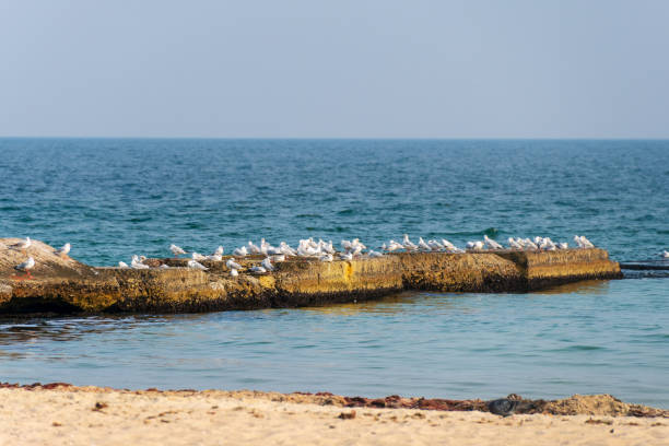 istock Seagulls flock sitting on a pier by the sea 1069265002