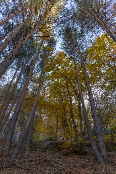 istock Tejera Negra beath in Autumn 1069265144