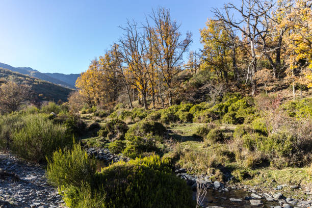The colors of the forest formed by beech forests in autumn