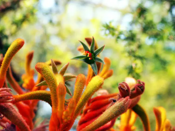 Photo of Red, orange and green Australian Kangaroo Paw flowers, Anigozanthos manglesii. Western Australia's floral emblem. Botanical garden macro, subtropical climate