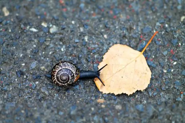 Little black snail crawling on fallen leaf on concrete floor. Selected focus.