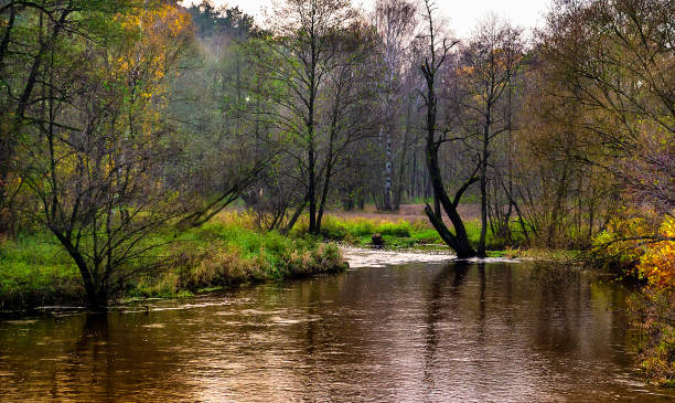 Mysterious river on an autumn morning