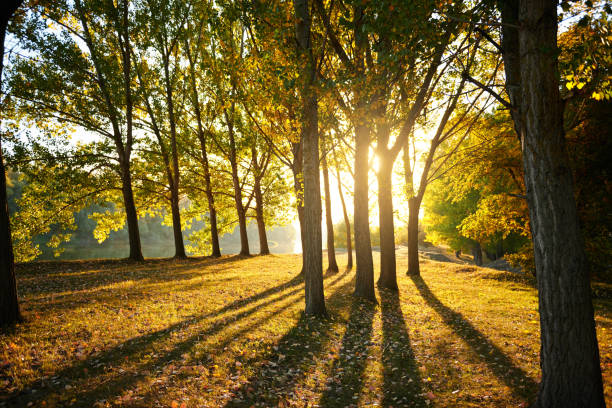 istock beautiful trees in the autumn forest, bright sunlight at sunset 1069276748