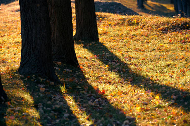 beautiful trees in the autumn forest, bright sunlight at sunset
