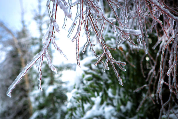 istock Icy tree branches with red berries. The ice shining in the sun 1069281356