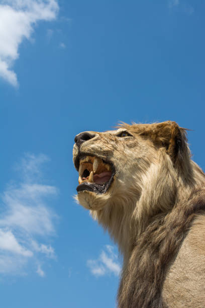 istock Head of stuffed lion with mouth open 1069281368
