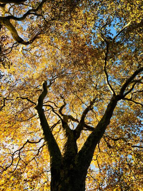 istock Fall Colors of London 1069282776