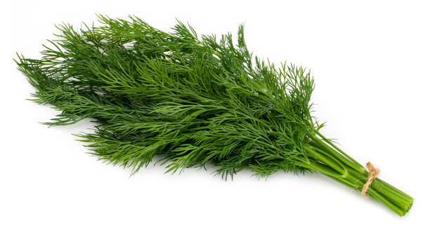 istock bunch fresh green dill isolated on white background 1069283612