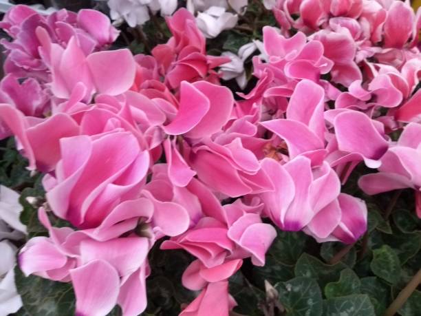 istock Idyllic pink and fresh  flowers bouquet arrangement 1069287242