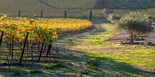 paesaggio dei vigneti autunnali napa sonoma california - carneros valley napa valley vineyard california foto e immagini stock