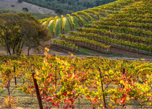 istock Autumn Vineyard Landscape Napa Sonoma California 1069290464