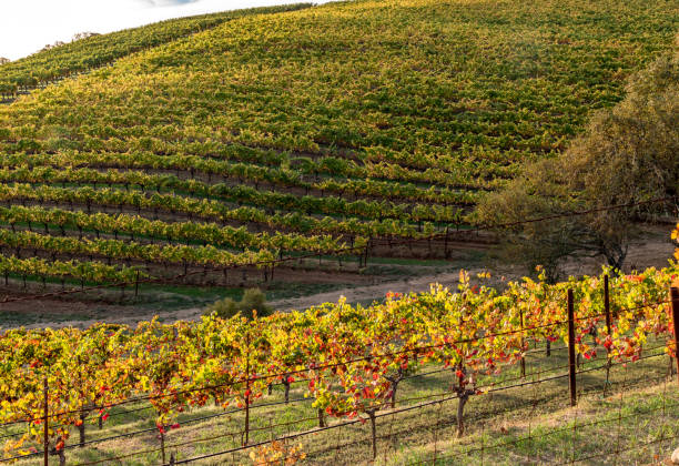 istock Autumn Vineyard Landscape Napa Sonoma California 1069290602