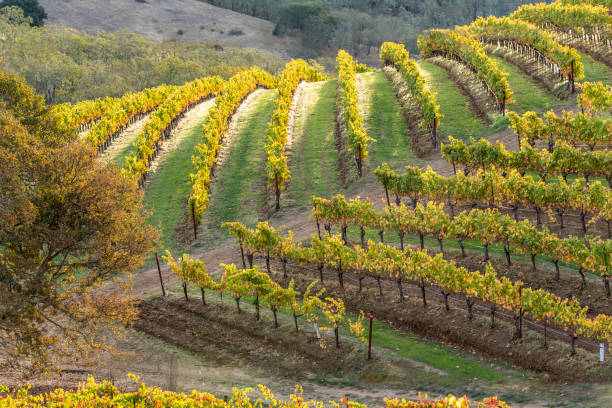 paesaggio dei vigneti autunnali napa sonoma california - carneros valley napa valley vineyard california foto e immagini stock