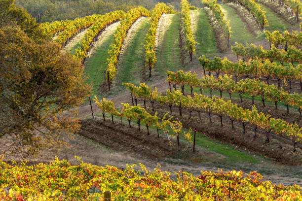 paesaggio dei vigneti autunnali napa sonoma california - carneros valley napa valley vineyard california foto e immagini stock