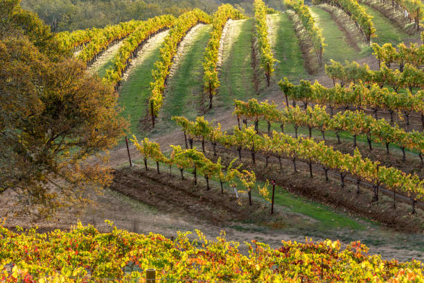 jesienna winnica krajobraz napa sonoma california - napa valley vineyard carneros valley northern california zdjęcia i obrazy z banku zdjęć