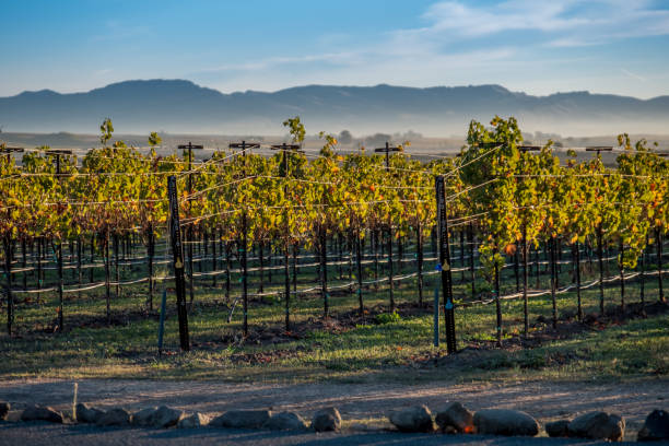 가 포도밭 풍경 나파 소노마 캘리포니아 - carneros valley napa valley vineyard california 뉴스 사진 이미지