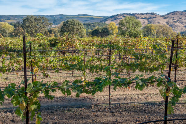istock Autumn Vineyard Landscape Napa Sonoma California 1069291230