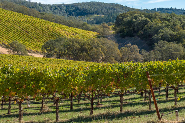istock Autumn Vineyard Landscape Napa Sonoma California 1069291254