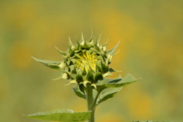 istock Fields and Close-ups of Sunflowers 1069293618