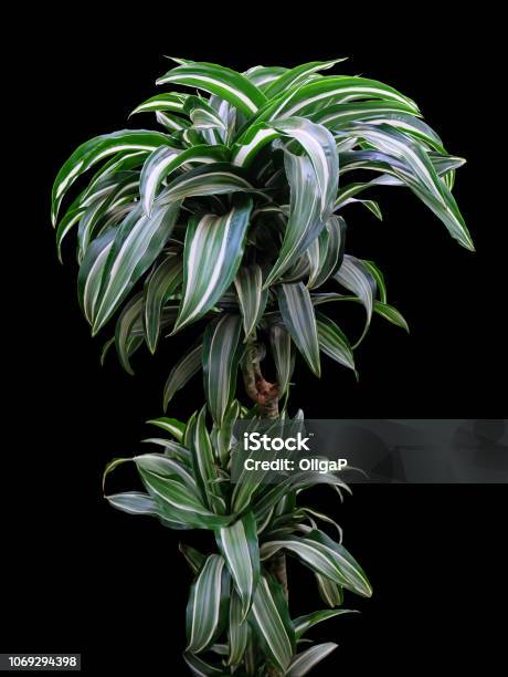 Dracaena Janet Craig Stock Photo - Download Image Now - Dracaena, Flower, Backgrounds