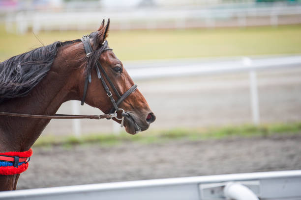 istock Beautiful brown horses running at the racetrack 1069298682