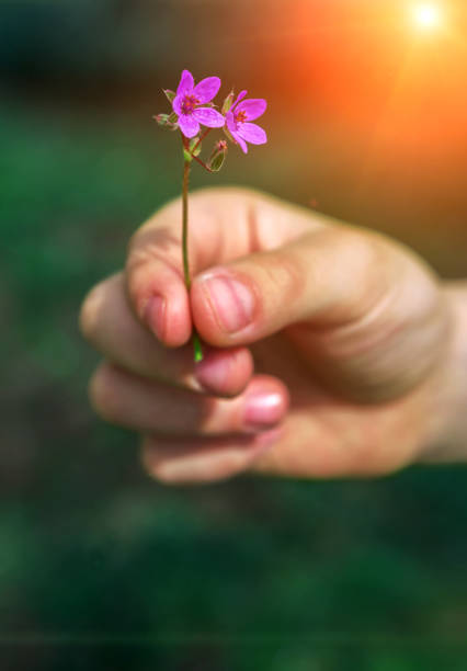 istock Children's hand giving wild flower with love. beautiful background 1069298810