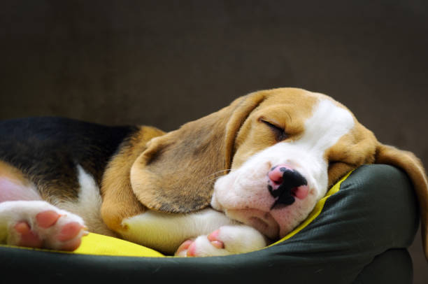 chiot beagle dormir - long ear photos et images de collection
