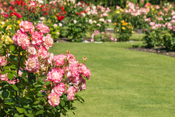 pink roses growing in rose garden with copy space on right closeup of pink roses growing in rose garden with copy space on right bed of roses stock pictures, royalty-free photos & images