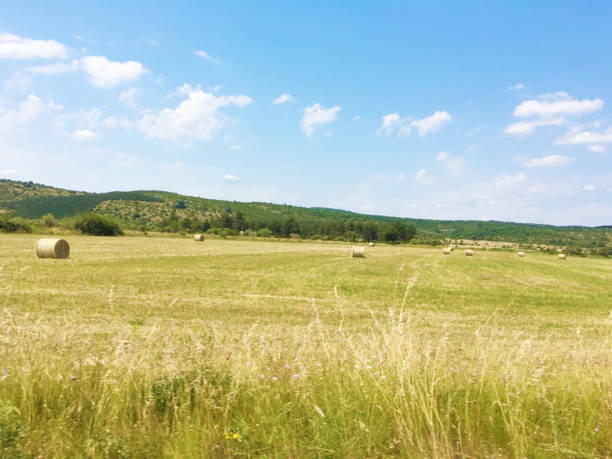 Farm,Summer in Luxembourg,Europe