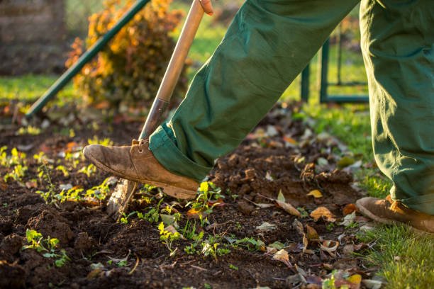 istock Gardening - man digging the garden soil with a spud 1069310040