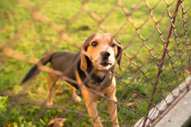 istock Cute guard dog behind fence, 1069310612