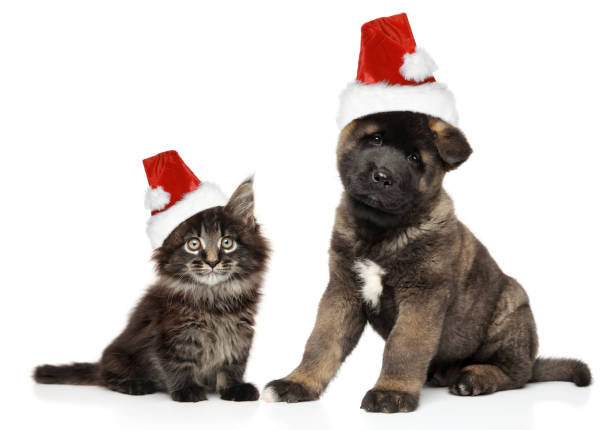 istock Puppy and kitten together in Santa hats 1069312134