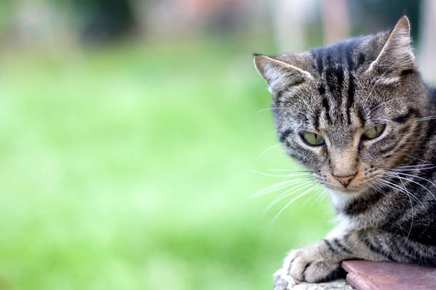 istock Cat in the Garden 1069312712